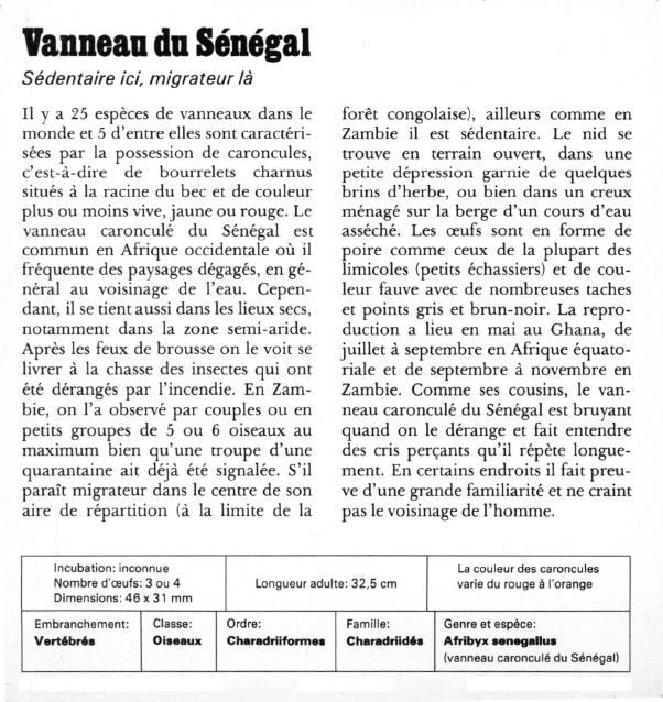Prévisualisation du document Vanneau du Sénégal:Sédentaire ici, migrateur là.
