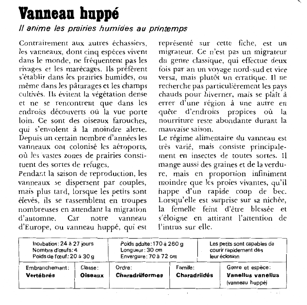 Prévisualisation du document Vanneau huppé:Il anime les prairies humides au printemps.