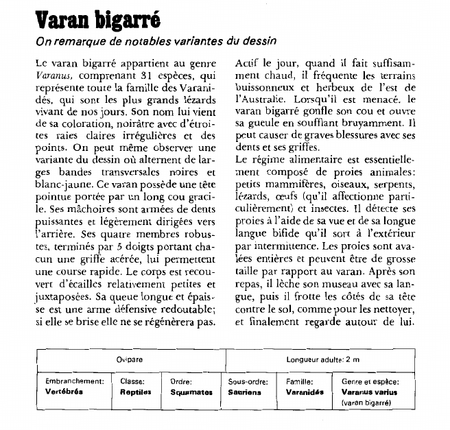 Prévisualisation du document Varan bigarré:On remarque de notables variantes du dessin.