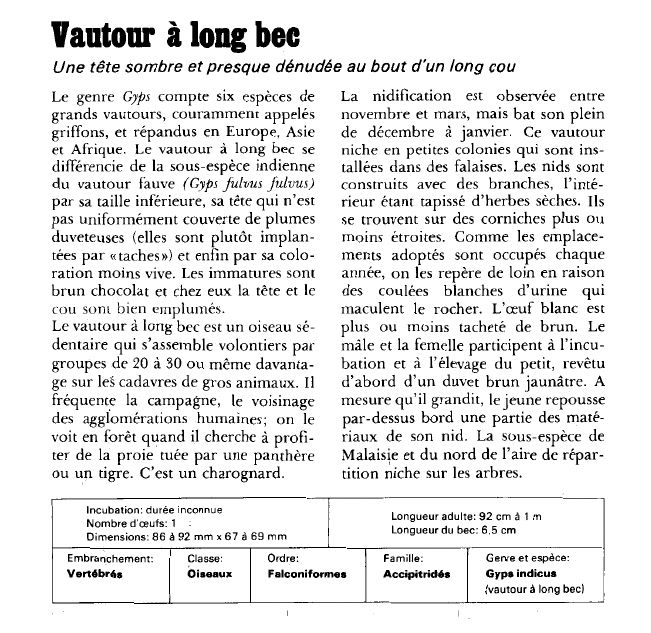 Prévisualisation du document Vautour à long bec:Une tête sombre et presque dénudée au bout d'un long cou.