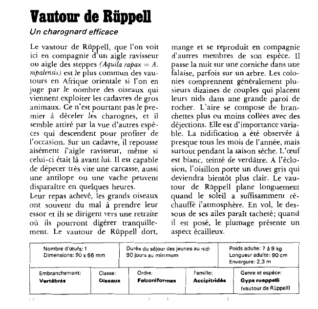 Prévisualisation du document Vautour de Rüppell:Un charognard efficace.