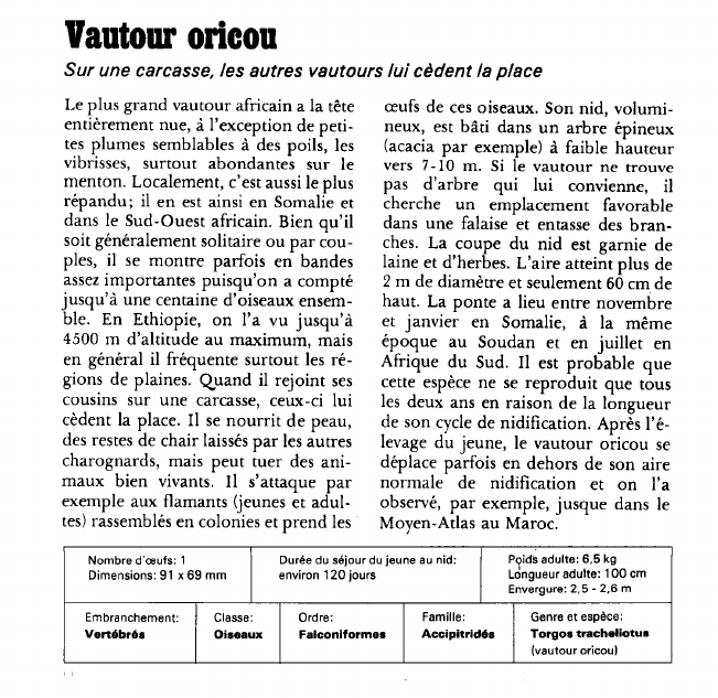 Prévisualisation du document Vautour oricou:Sur une carcasse, les autres vautours lui cèdent la place.