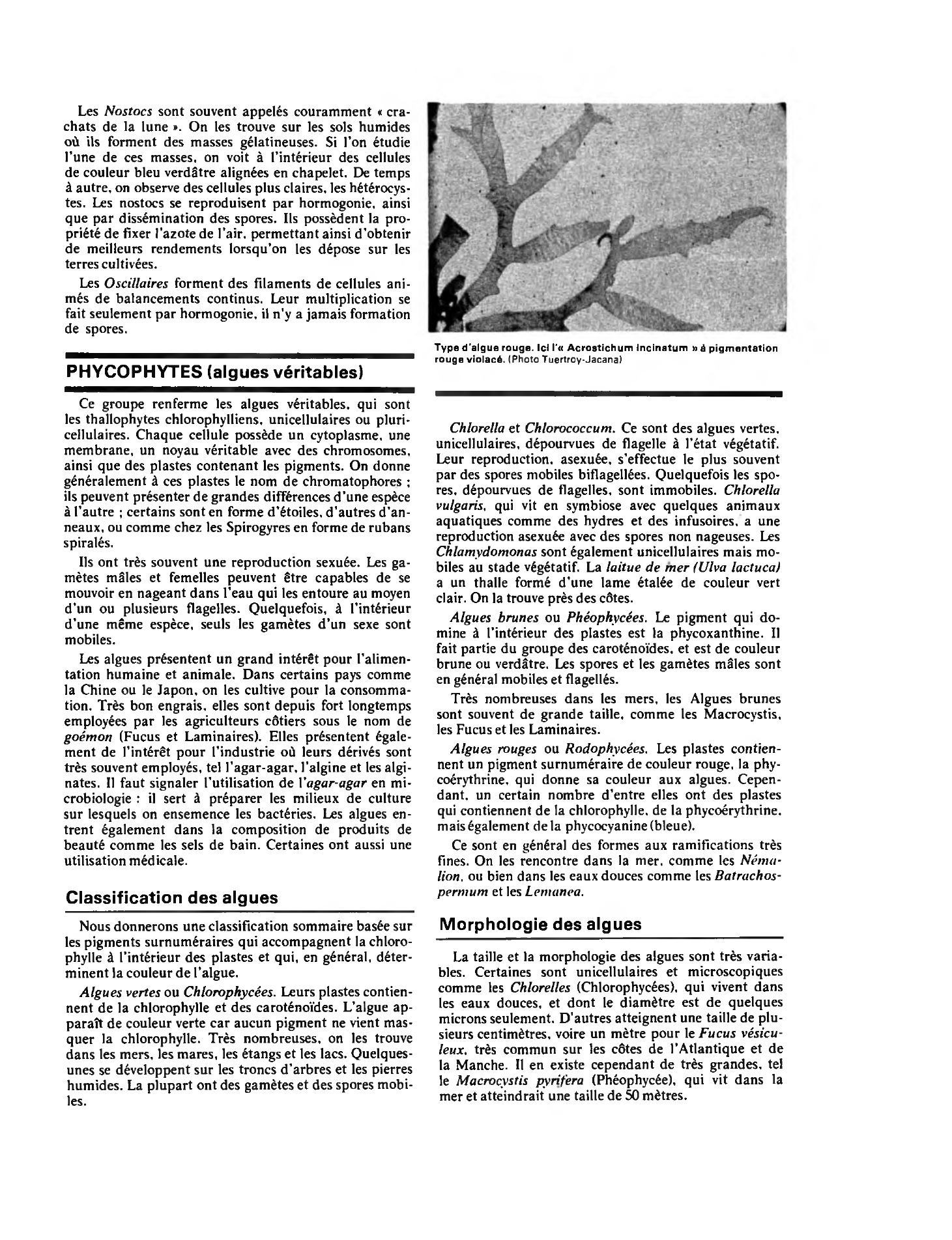 Prévisualisation du document VÉGÉTAUX INFÉRIEURS:  Algues, Champignons, Lichens, Mousses, Fougères