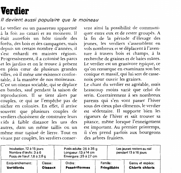 Prévisualisation du document Verdier:devient aussi populaire que le moineau.