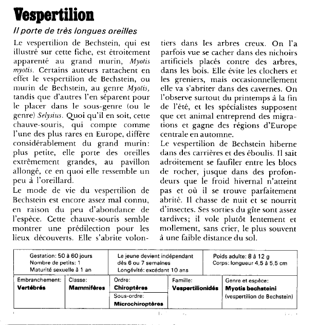 Prévisualisation du document Vespertilion:Il porte de très longues oreilles.