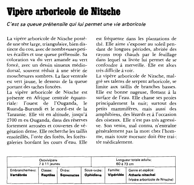 Prévisualisation du document Vipère arboricole de Nitsche:C'est sa queue préhensile qui lui permet une vie arboricole.