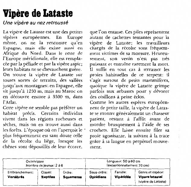 Prévisualisation du document Vipère de LatasteUne vipère au nez retroussé.
