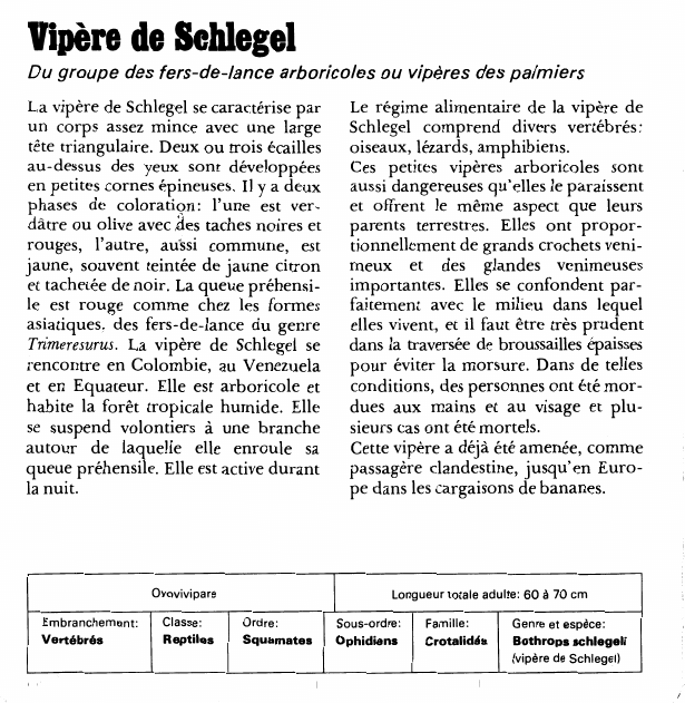 Prévisualisation du document Vipère de Sehlegel:Du groupe des fers-de-lance arboricoles ou vipères des palmiers.
