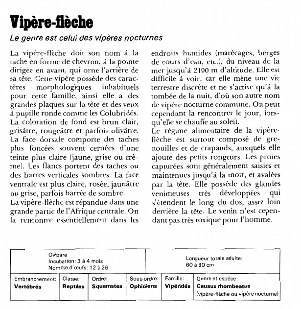 Prévisualisation du document Vipère-flèche:Le genre est celui des vipères nocturnes.