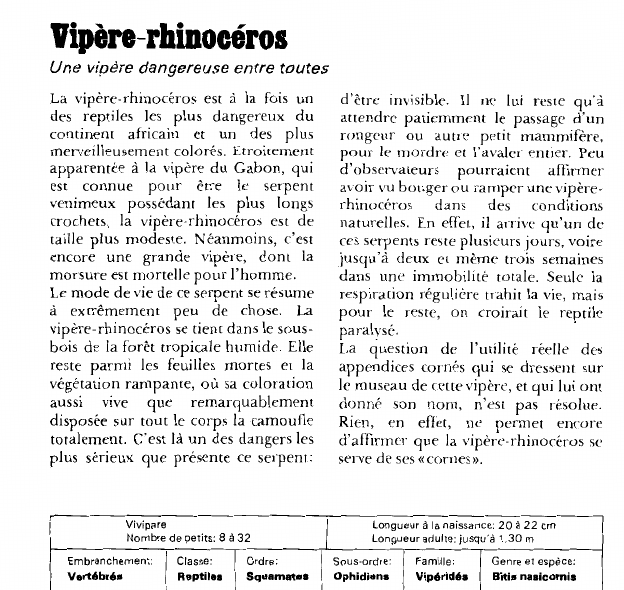 Prévisualisation du document Vipère-rhinocéros:Une vipère dangereuse entre toutes.