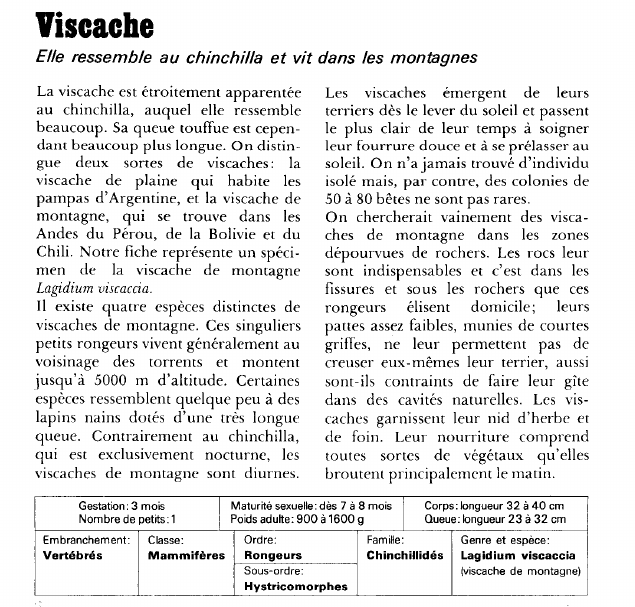 Prévisualisation du document Viscache:Elle ressemble au chinchilla et vit dans les montagnes.