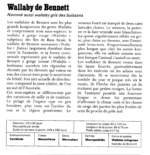 Prévisualisation du document Wallaby de Bennett:Nommé aussi wallaby gris des buissons.