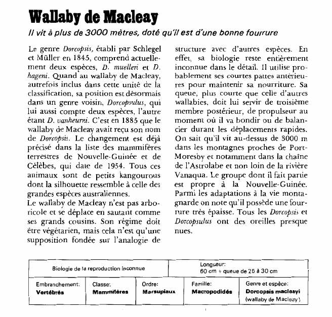Prévisualisation du document Wallaby de Macleay:il vit à plus de 3000 mètres, doté qu'il est d'une bonne fourrure.