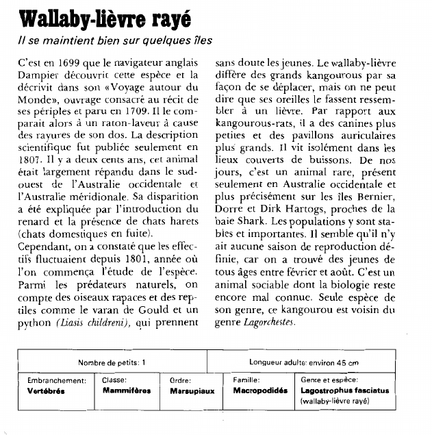 Prévisualisation du document Wallaby-lièvre rayé:Il se maintient bien sur quelques îles.
