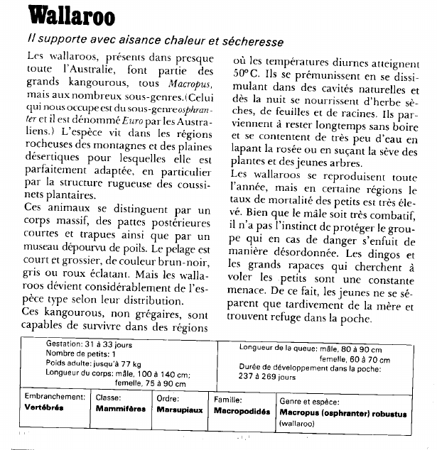 Prévisualisation du document Wallaroo:Il supporte avec aisance chaleur et sécheresse.