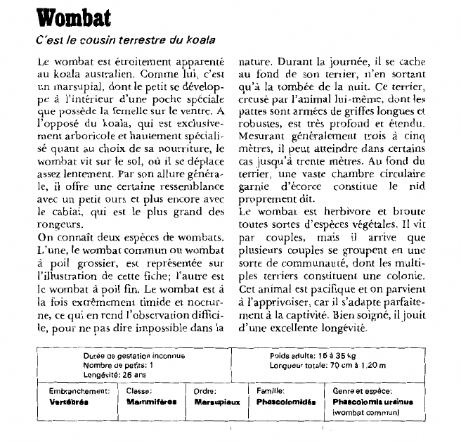 Prévisualisation du document Wombat:C'est le cousin terrestre du koala.