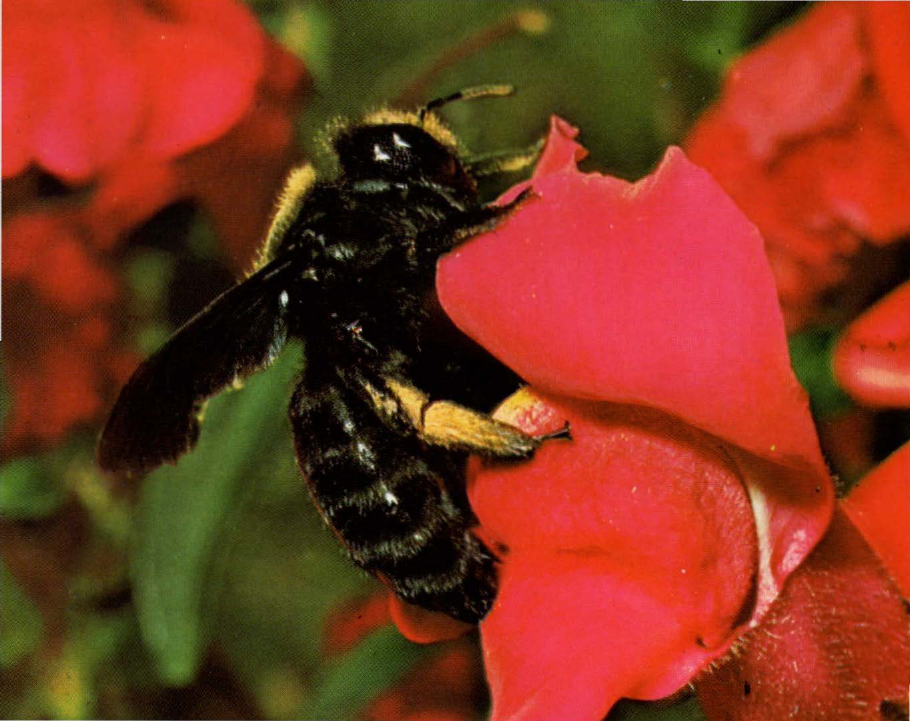 Prévisualisation du document Xylocope:
Cette abeille solitaire géante niche dans les bois.