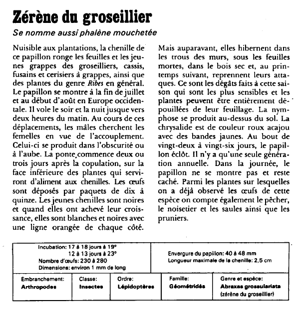 Prévisualisation du document Zérène du groseillier:Se nomme aussi phalène mouchetée.