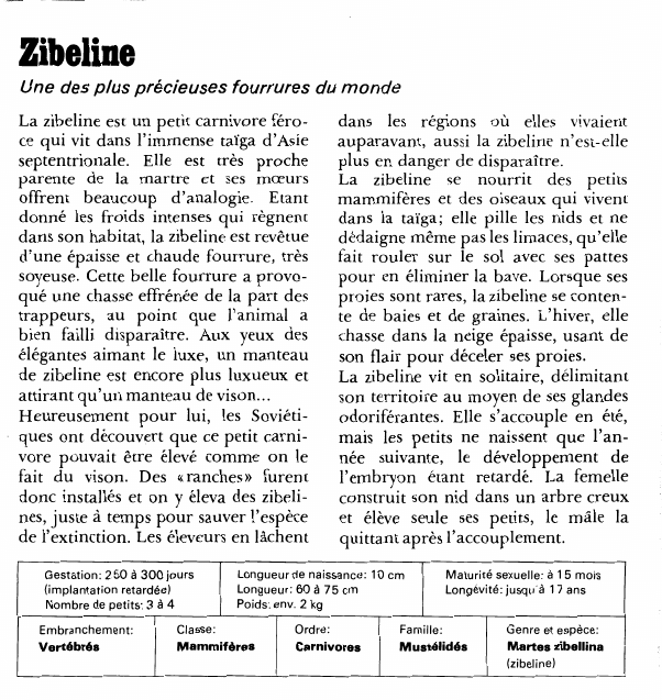 Prévisualisation du document ZibelineUne des plus précieuses fourrures du mondeLa zibeline est un petit carnivore féroce qui vit dans l'immense taïga d'Asie septentrionale.